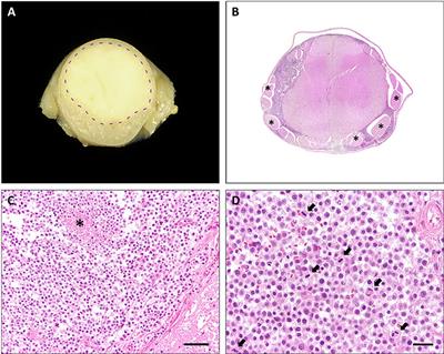 Case Report: Primary Diffuse Leptomeningeal Oligodendrogliomatosis in a Young Adult Cat